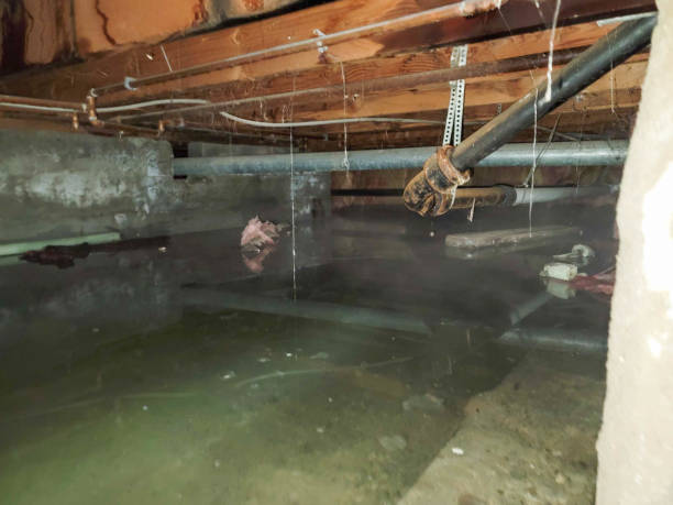 Best Local water damage restoration  in Beech Island, SC