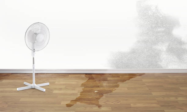 Best Water damage restoration near me  in Beech Island, SC